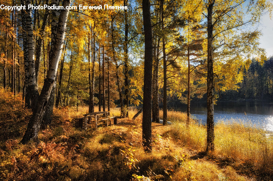 Forest, Vegetation, Grove, Land, Birch, Tree, Wood