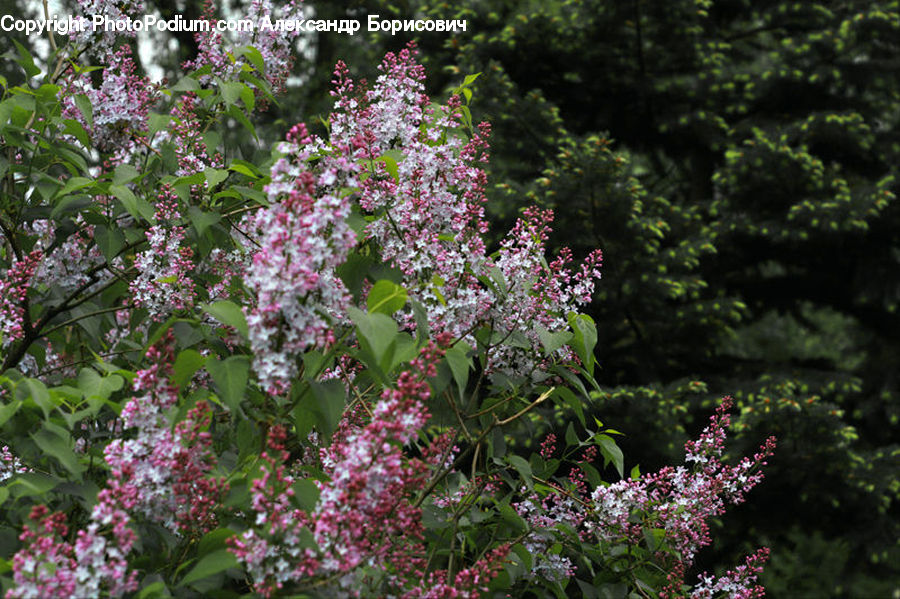 Blossom, Flower, Lilac, Plant, Flora, Potted Plant, Bush