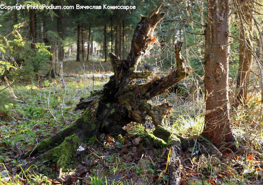 Conifer, Fir, Plant, Tree, Forest, Vegetation, Jungle