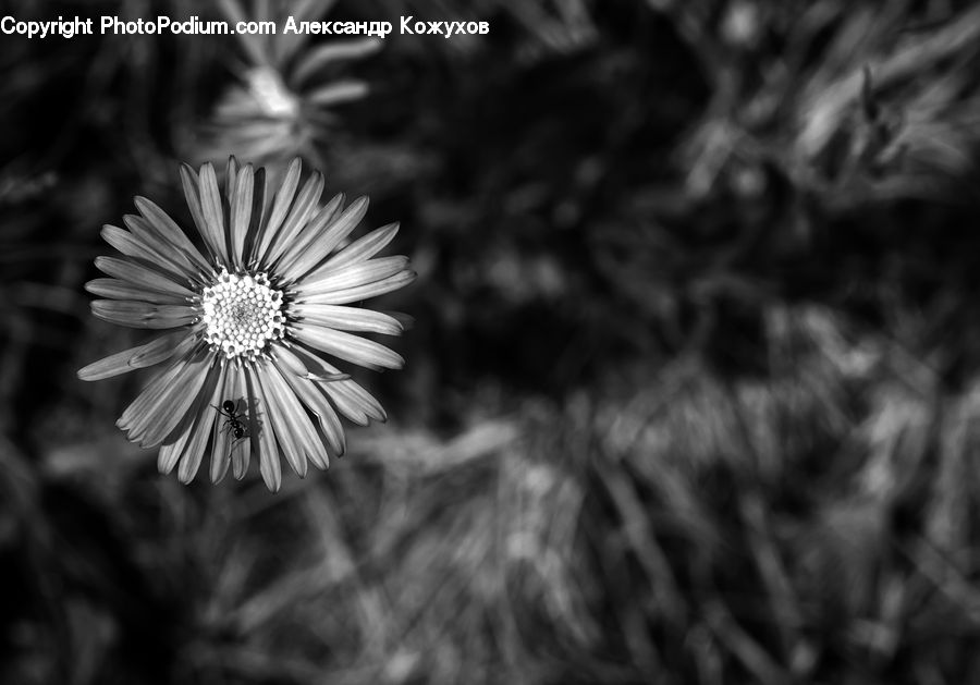 Aster, Blossom, Flower, Plant, Asteraceae, Flora, Petal