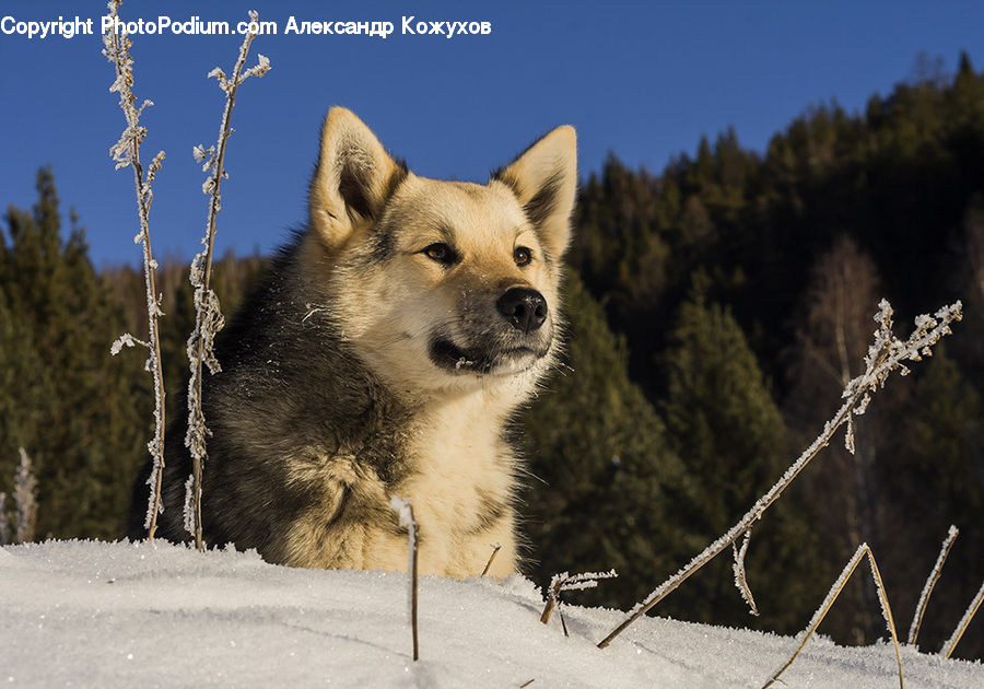 Animal, Canine, Dog, Husky, Mammal, Pet, Eskimo Dog