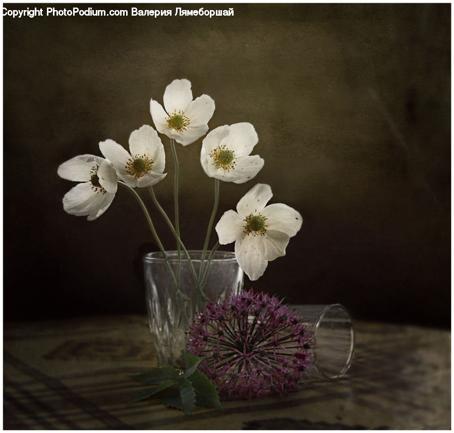 Anemone, Blossom, Flower, Plant, Potted Plant, Glass, Flora