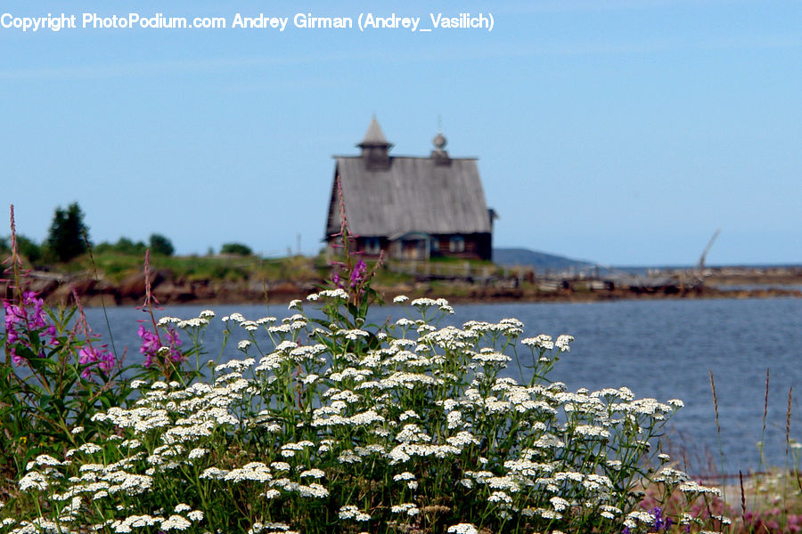 Cosmos, Coast, Outdoors, Sea, Water, Building, Cottage