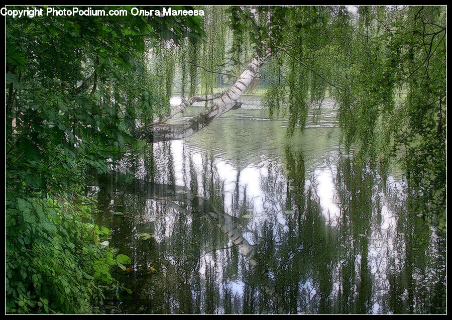 Birch, Tree, Wood, Outdoors, Pond, Water, Forest