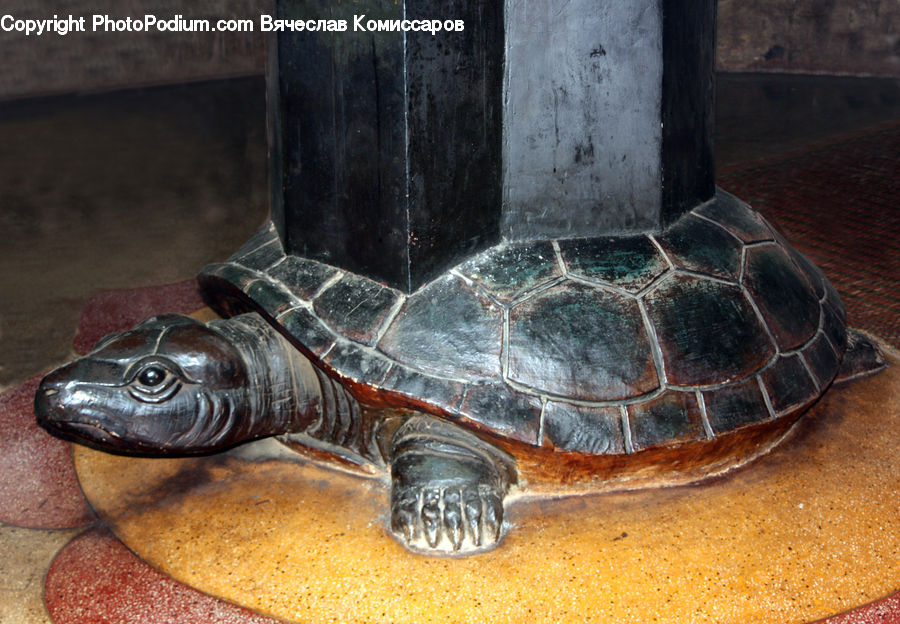 Reptile, Sea Life, Sea Turtle, Tortoise, Turtle, Box Turtle, Flagstone