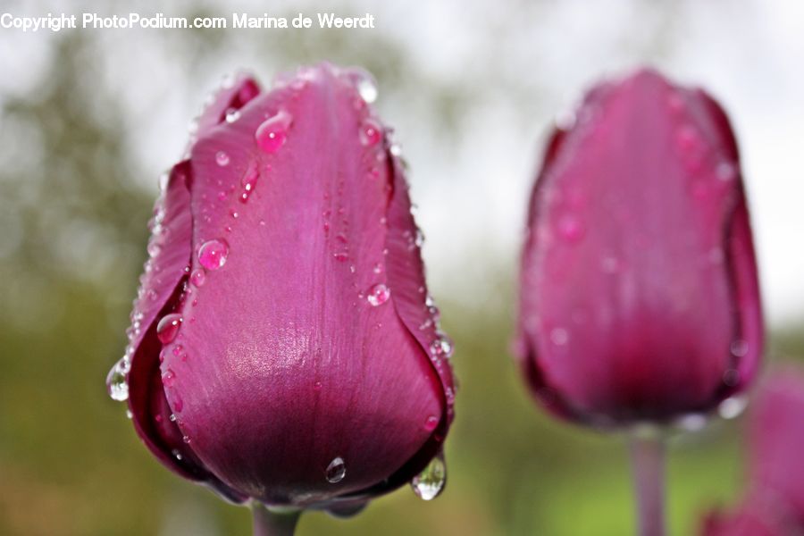 Blossom, Flora, Flower, Plant, Tulip, Bud, Peony