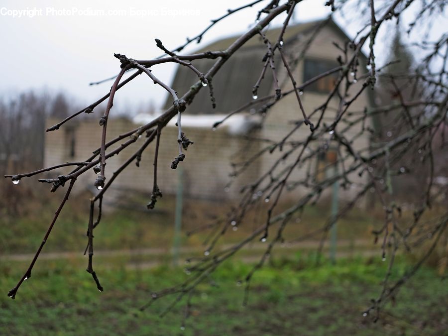 Birch, Tree, Wood, Field, Grass, Grassland, Plant