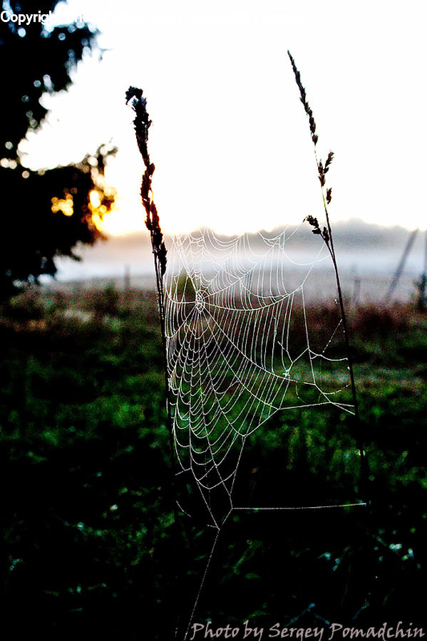 Insect, Spider Web, Field, Grass, Grassland, Plant, Weed