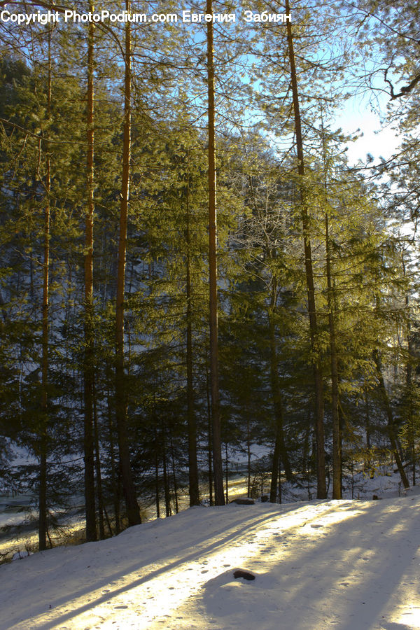 Conifer, Fir, Plant, Tree, Forest, Vegetation, Birch