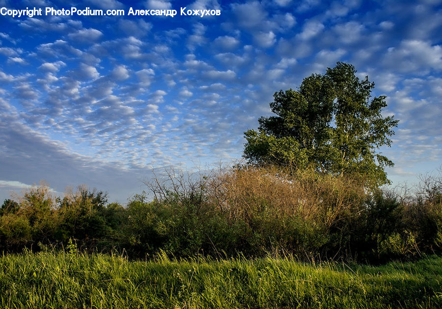 Field, Grass, Grassland, Land, Outdoors, Plant, Meadow