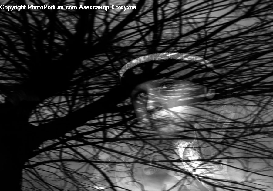 Plant, Tree, Night, Outdoors, Lighting