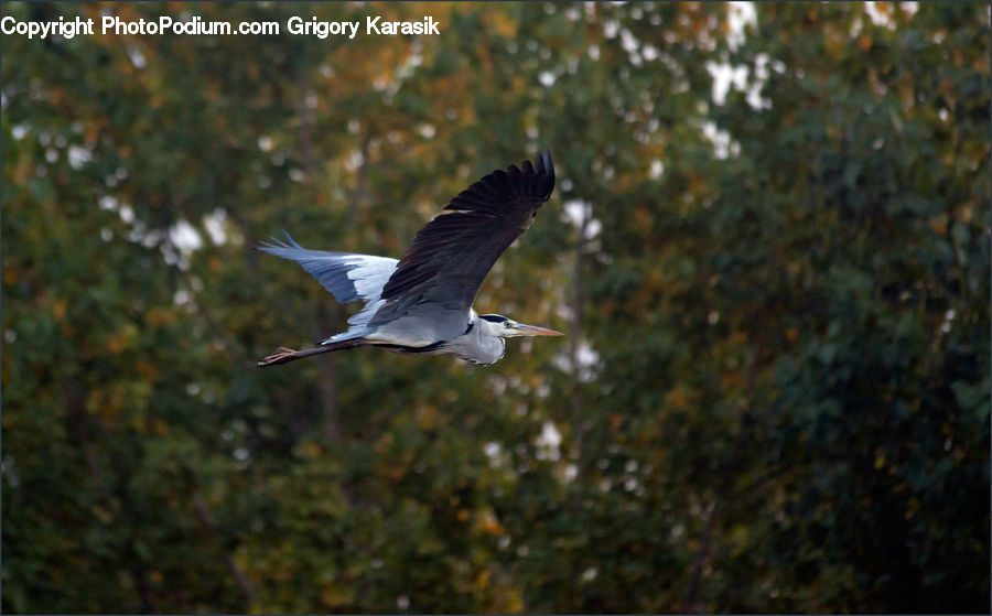 Ardeidae, Bird, Crane Bird, Heron, Stork, Waterfowl, Blackbird