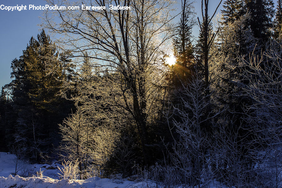 Conifer, Fir, Plant, Tree, Forest, Vegetation, Field