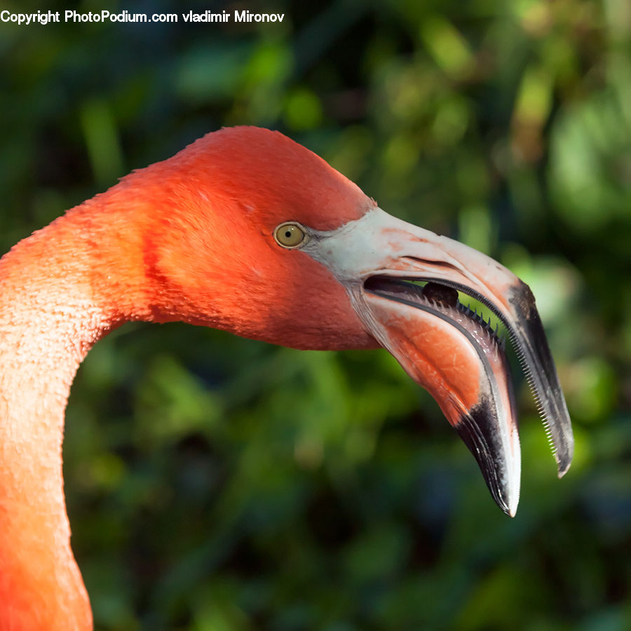 Beak, Bird, Flamingo, Flock