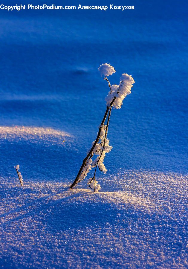 Frost, Ice, Outdoors, Snow, Blossom, Flora, Flower