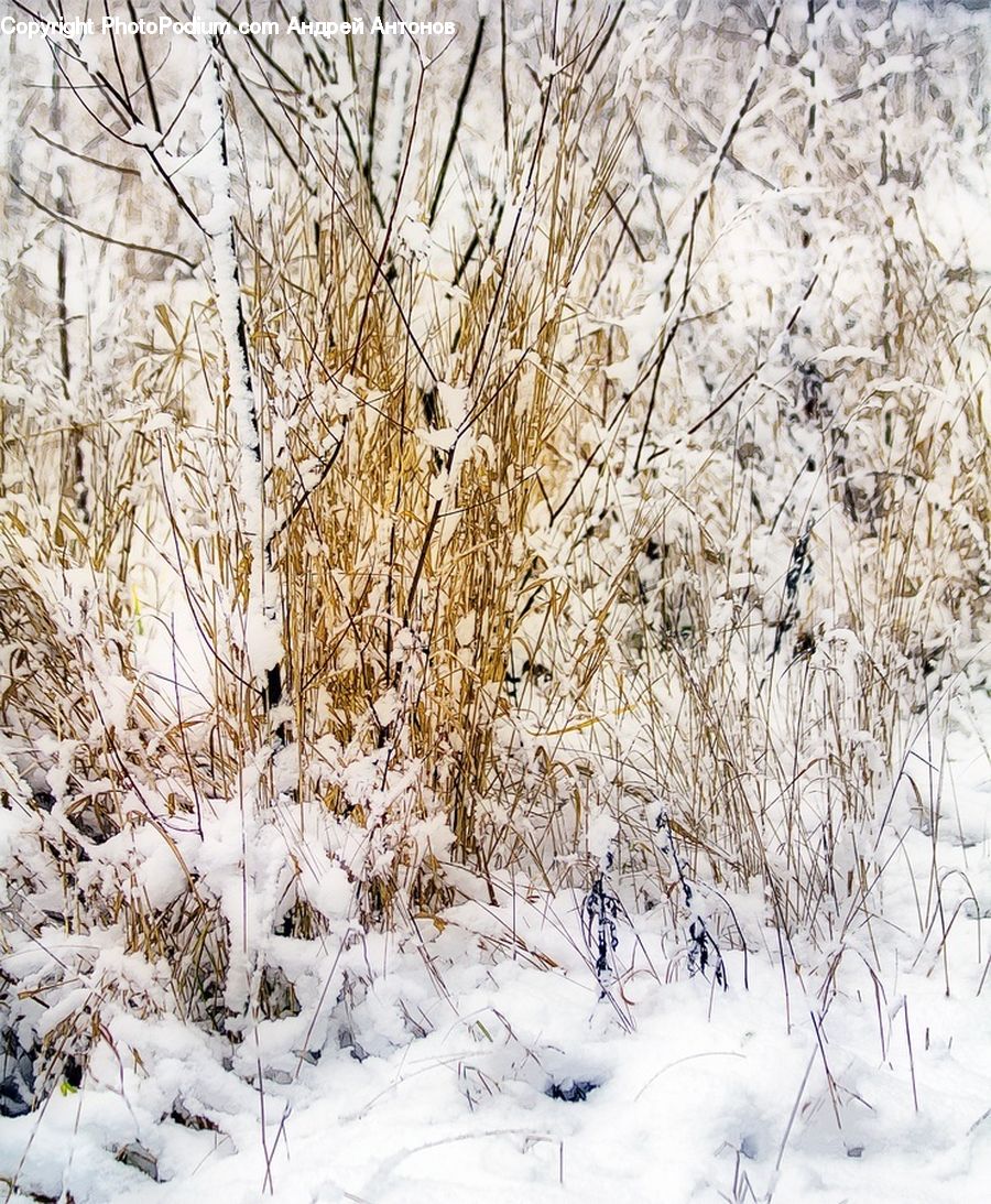 Ice, Outdoors, Snow, Field, Grass, Grassland, Plant