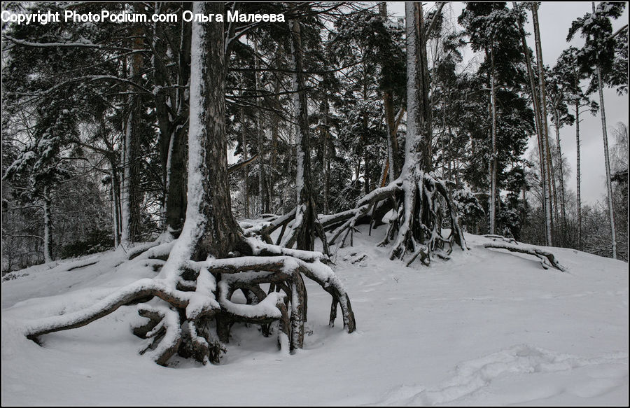 Ice, Outdoors, Snow, Plant, Tree, Conifer, Fir