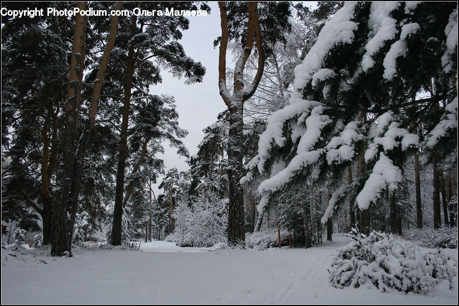 Ice, Outdoors, Snow, Forest, Vegetation, Conifer, Fir