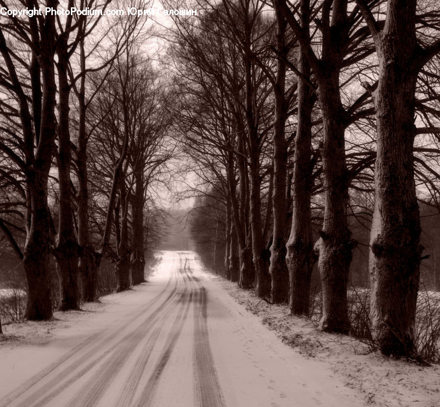 Plant, Tree, Road, Oak, Wood, Forest, Vegetation