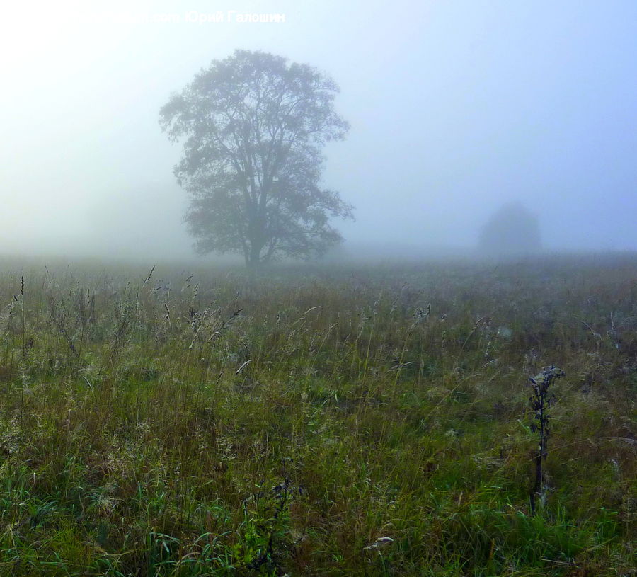 Fog, Mist, Outdoors, Field, Grass, Grassland, Land