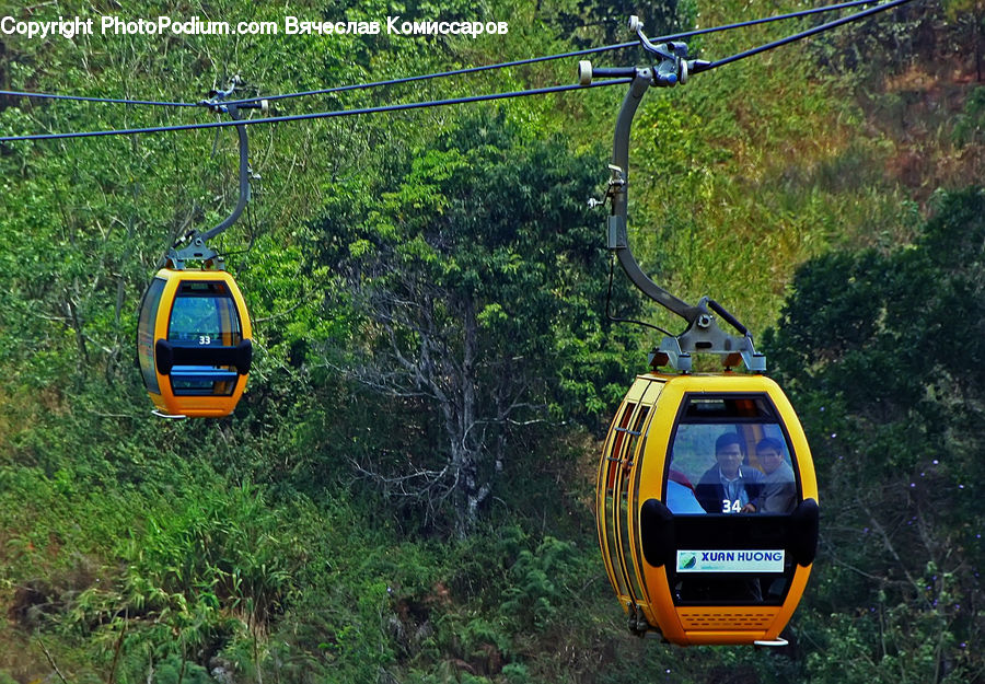 Cable Car, Trolley, Vehicle, Asphalt, Tarmac, Forest, Vegetation