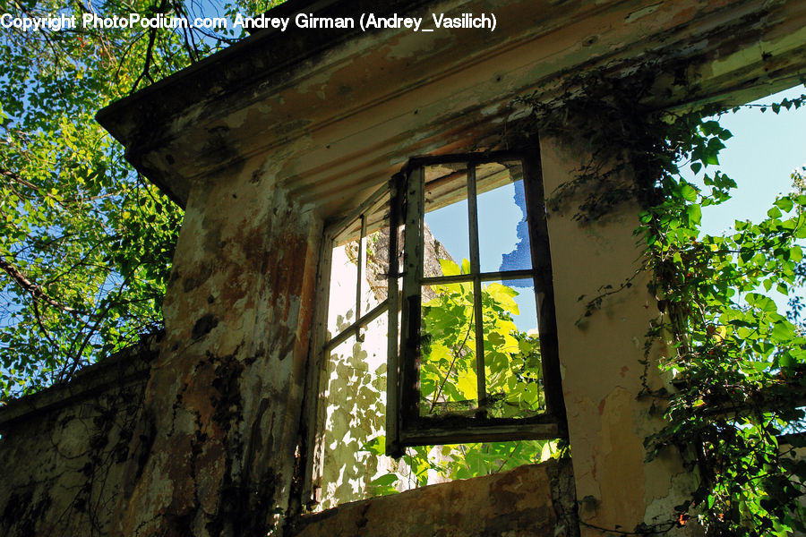 Window, Plant, Vine, Ivy, Vegetation, Tree, Ruins