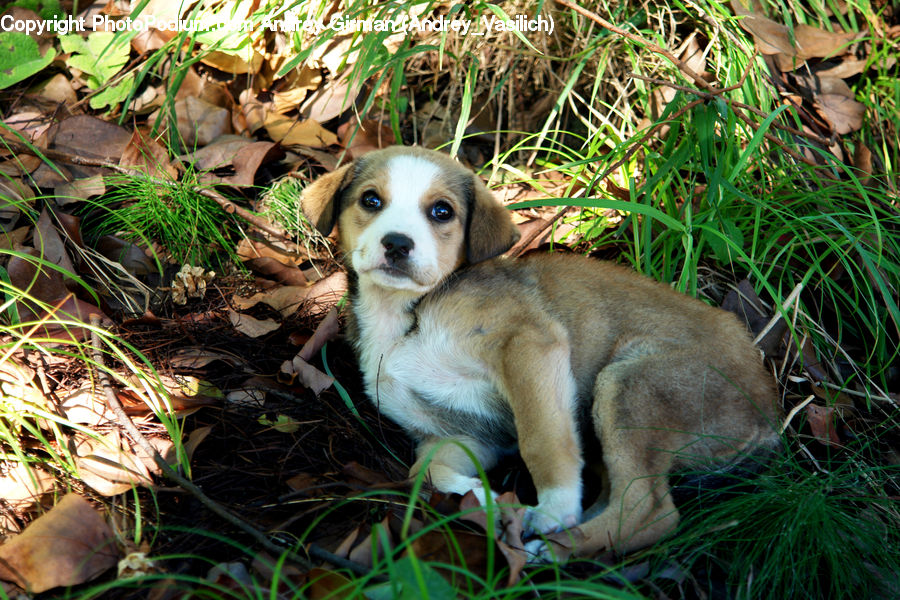 Animal, Canine, Dog, Mammal, Pet, Puppy, Beagle