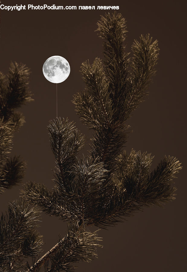 Astronomy, Moon, Night, Outdoors, Space, Full Moon, Conifer