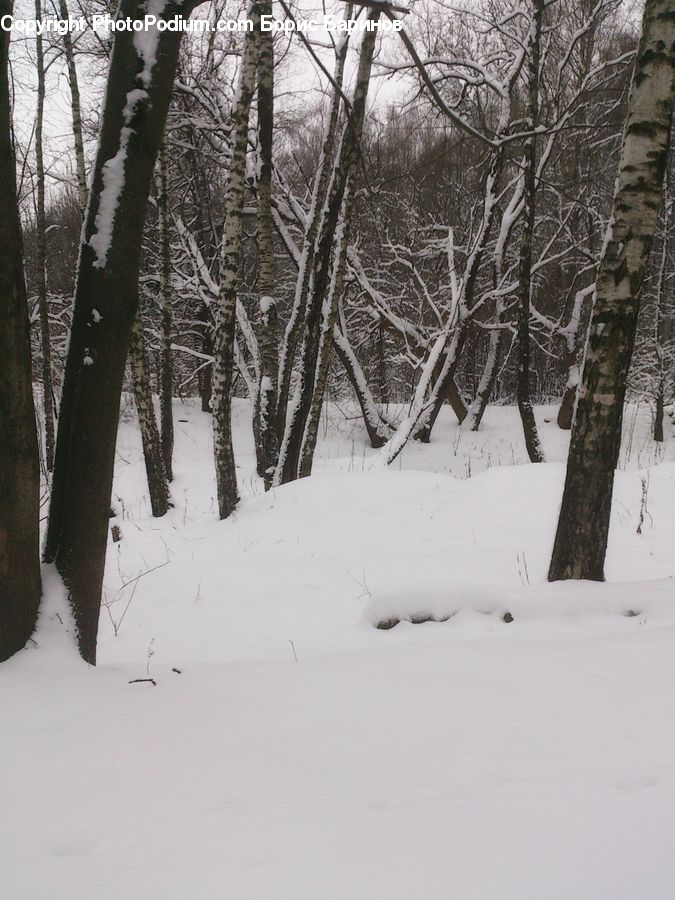 Forest, Vegetation, Ice, Outdoors, Snow, Plant, Tree