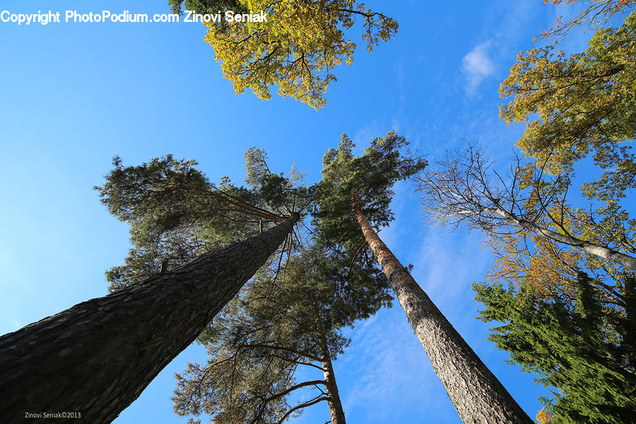 Fir, Redwood, Tree, Wood, Conifer, Plant, Forest