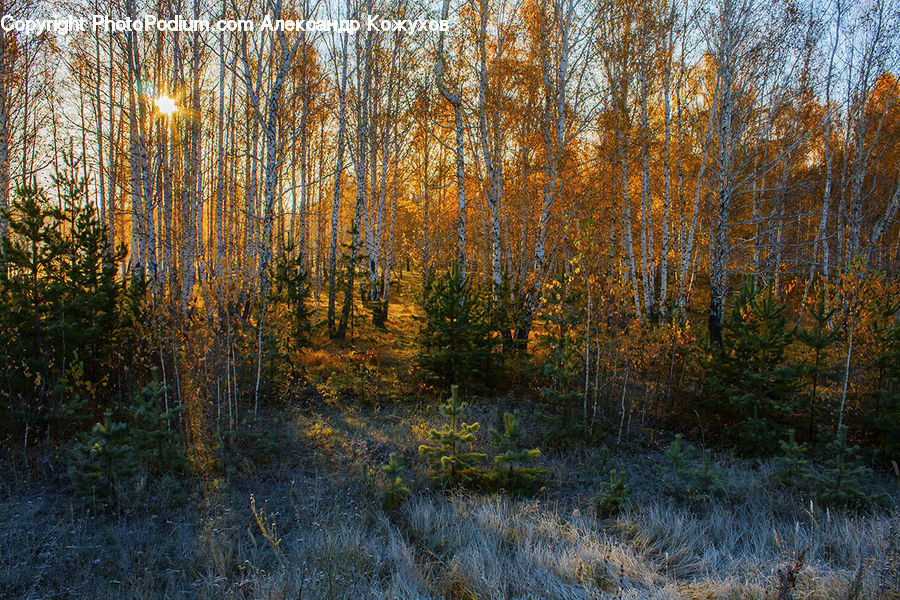 Field, Grass, Grassland, Plant, Birch, Tree, Wood