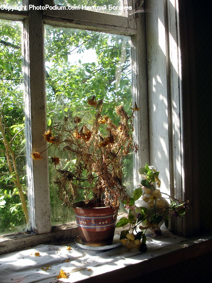 Plant, Potted Plant, Bonsai, Tree, Window, Pot, Pottery