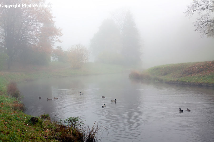 Fog, Mist, Outdoors, Grass, Plant, Reed, Land