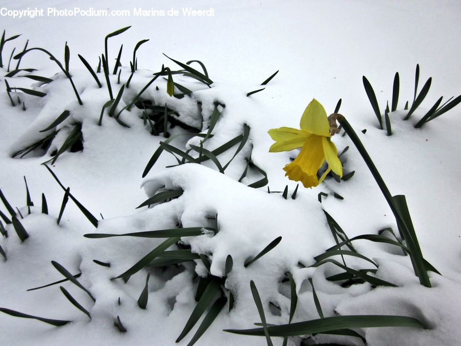 Blossom, Daffodil, Flora, Flower, Plant, Ice, Outdoors