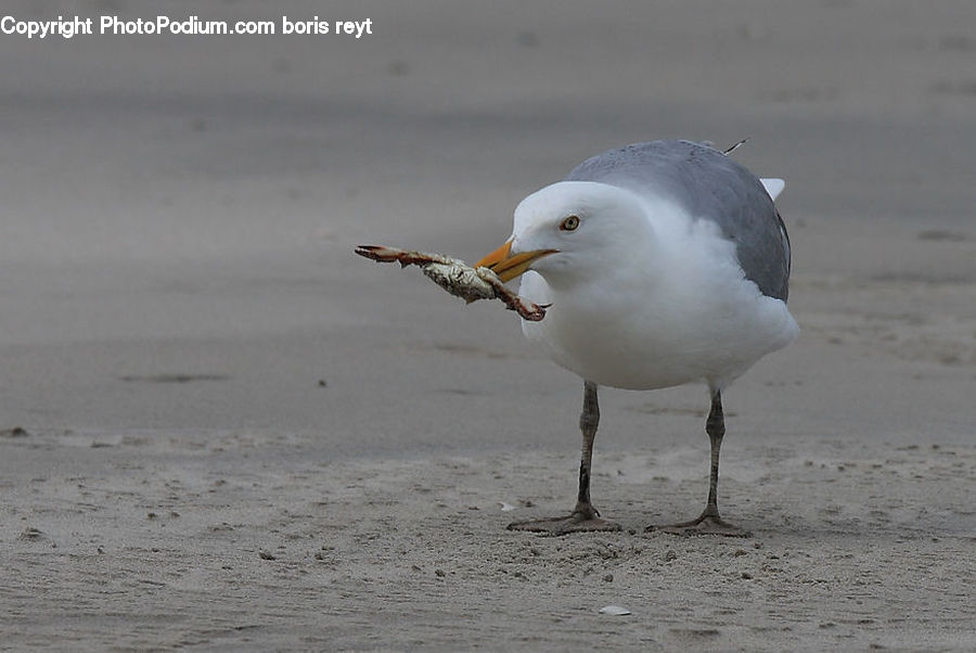 Bird, Seagull, Beach, Coast, Outdoors, Sea, Water