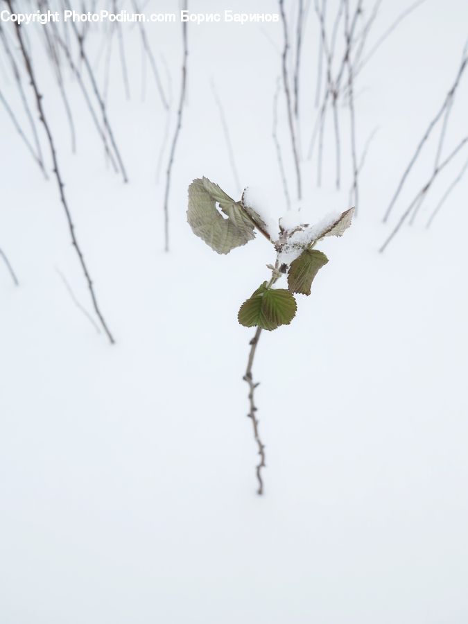 Ice, Outdoors, Snow, Plant, Ivy, Vine, Birch