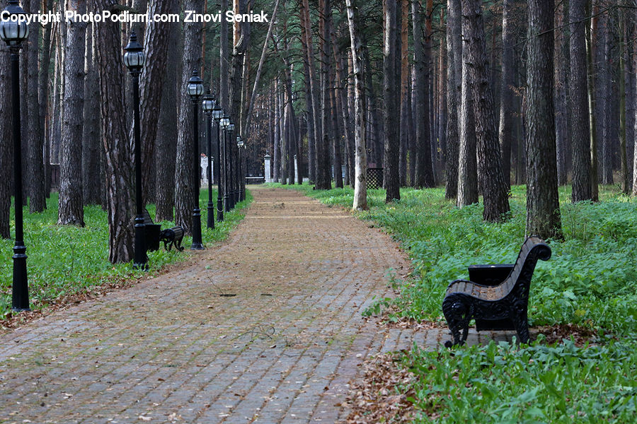 Bench, Forest, Vegetation, Chair, Furniture, Birch, Tree