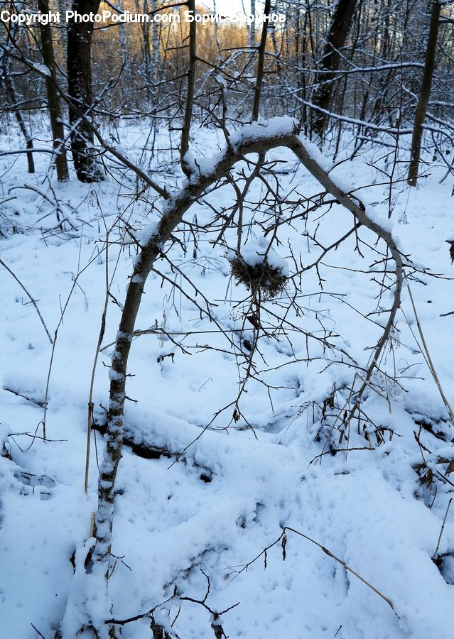 Birch, Tree, Wood, Forest, Vegetation, Conifer, Fir