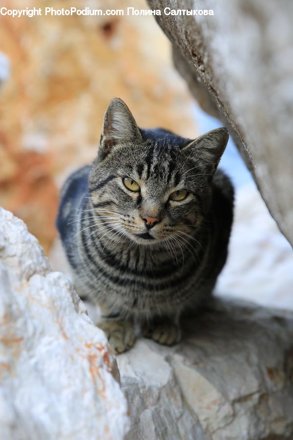 Animal, Cat, Mammal, Pet, Abyssinian