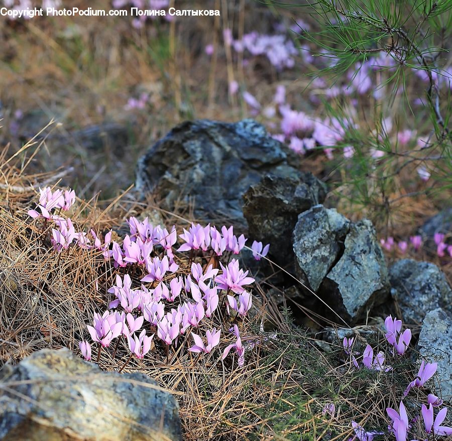 Blossom, Crocus, Flora, Flower, Plant, Conifer, Fir