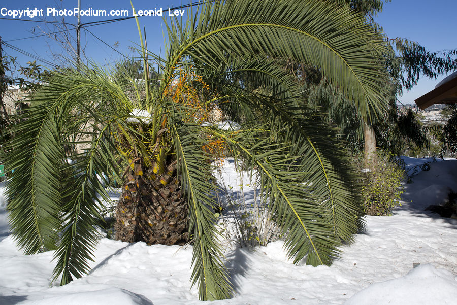 Conifer, Fir, Plant, Tree, Palm Tree, Carnival, Festival