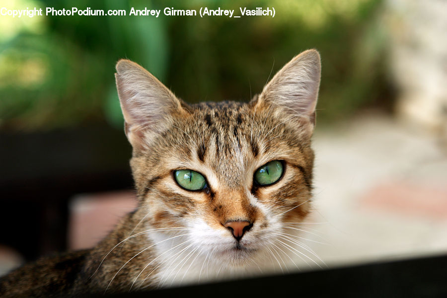 Abyssinian, Animal, Cat, Mammal, Pet, Kitten