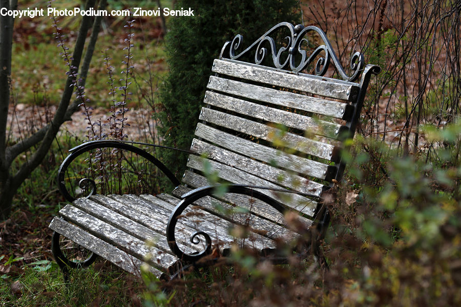 Bench, Park Bench, Blossom, Flora, Flower, Plant