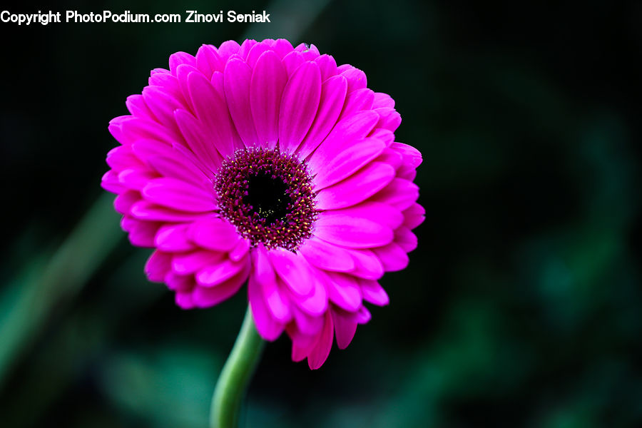 Blossom, Flora, Flower, Plant, Daisies, Daisy, Petal