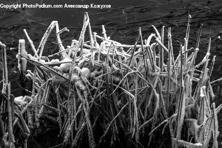 Grass, Plant, Reed, Frost, Ice, Outdoors, Snow