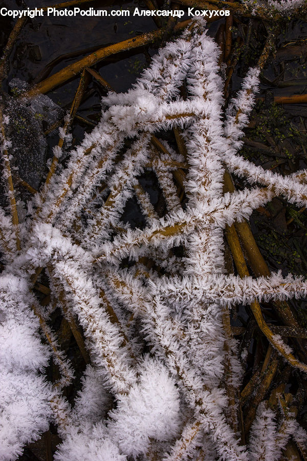 Frost, Ice, Outdoors, Snow, Conifer, Fir, Plant