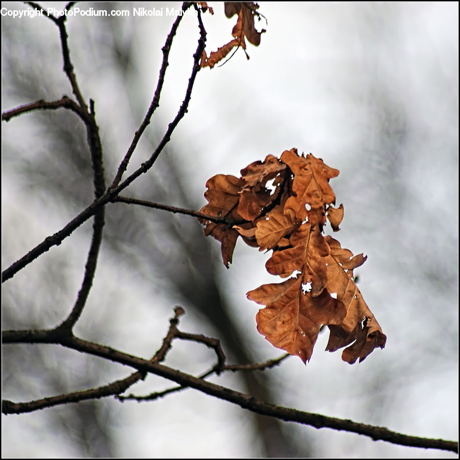 Oak, Sycamore, Tree, Tree Trunk, Wood, Maple, Maple Leaf