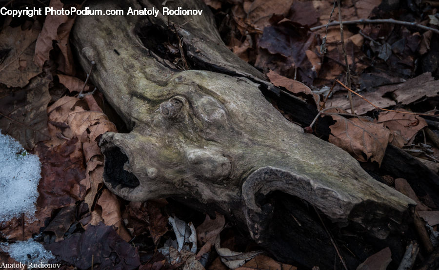 Rock, Cave, Ground, Soil, Rubble, Outdoors, Tree Trunk