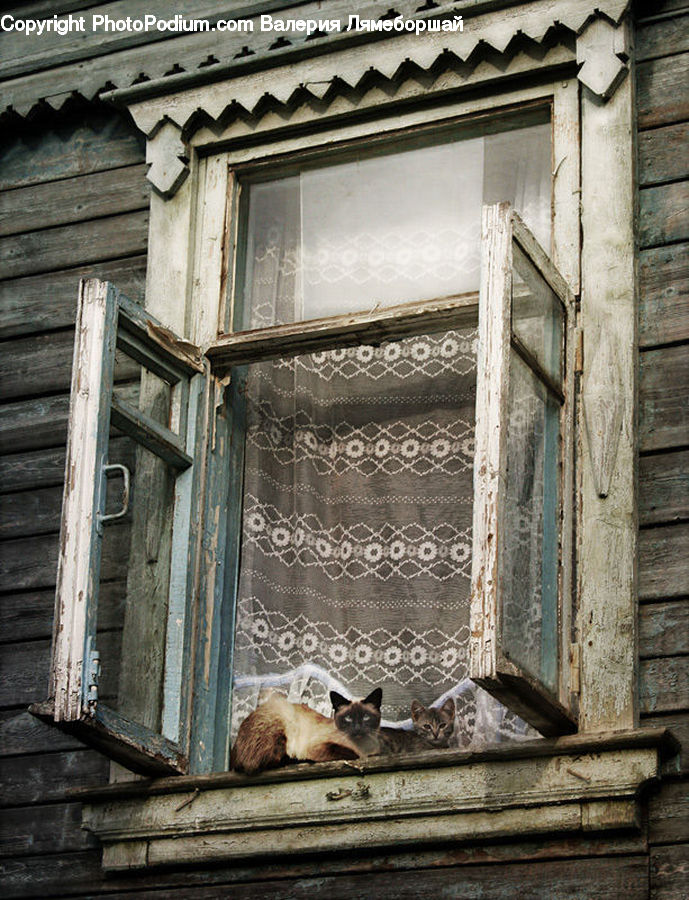 Window, Animal, Cat, Mammal, Pet, Siamese, Deck