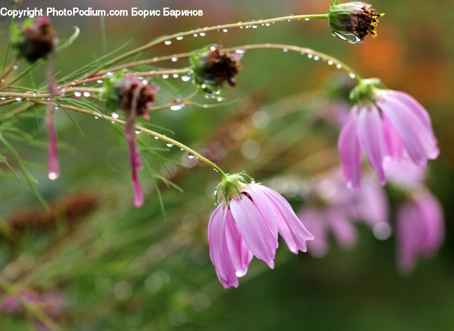 Blossom, Flora, Flower, Geranium, Plant, Conifer, Fir